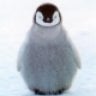 AngryPenguin